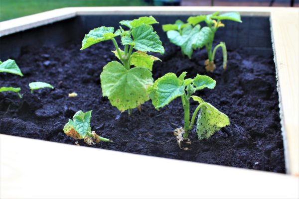 Carina Planter Table - Image 5